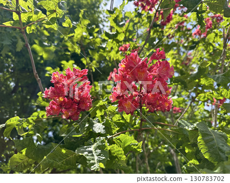 Red Horse Chestnut (lat.- Aesculus x carnea Briotii) Red Horse Chestnut (lat.- Aesculus x carnea Briotii) 130783702