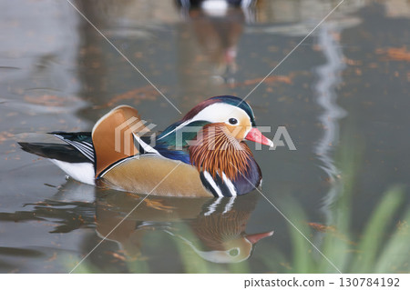 A male mandarin duck slowly gliding across a pond A male mandarin duck slowly gliding across a pond 130784192