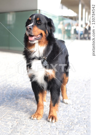 A Bernese Mountain Dog poses and lounges in an urban setting. Perfect for pet-related content, outdoor activity blogs, postcards, city life promotions, and canine lifestyle platforms 130784542