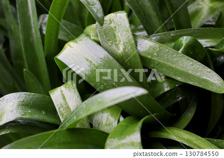 Close-up of vibrant green tropical leaves covered in glistening raindrops, captured in moody dark tones. Perfect for nature blogs, weather photography, or environmental conservation content Close-up of vibrant green tropical leaves covered in glistening raindrops, captured in moody dark tones. Perfect for nature blogs, weather photography, or environmental conservation content 130784550
