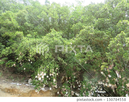 Angel Road (Angel Road) Angel Road (Angel Road) 130784558