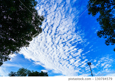 Types of clouds: High-altitude clouds, cirrocumulus clouds, roadside trees in a park and cirrocumulus clouds 130784579