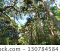 Tall pine forest 130784584