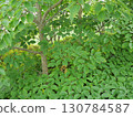 The green forest of Kirifuri Plateau 130784587
