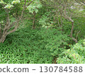 The green forest of Kirifuri Plateau 130784588