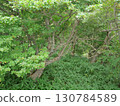 The green forest of Kirifuri Plateau 130784589