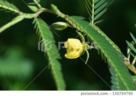 這種植物在河岸上成簇生長，美麗的小黃花從羽狀複葉之間探出。 130784790