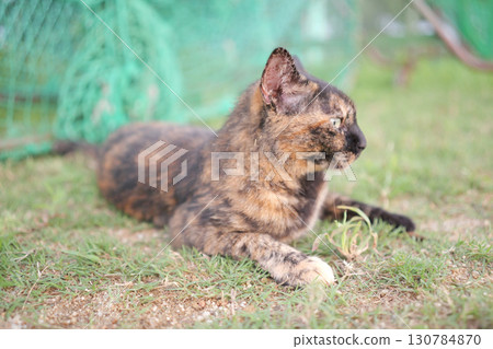 生鏽的貓在廣場上玩耍 130784870