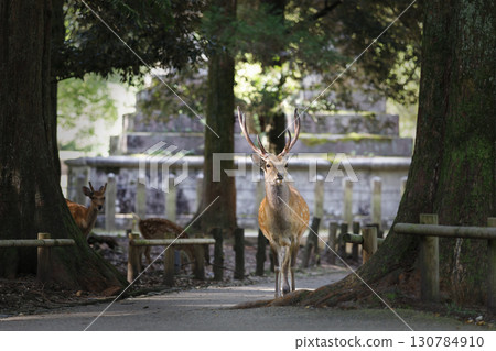一隻雄鹿穿過樹林 130784910