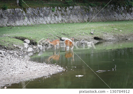 Deer standing at the water's edge 130784912
