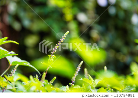 Satoyama wildflowers 130784991