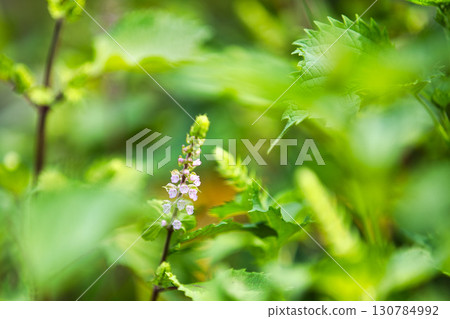 Satoyama wildflowers 130784992