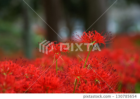 Bright red spider lilies blooming prominently in the tall, sloping shape at Kawahigashi Park in Maniwa City, Okayama Prefecture. Bright red spider lilies blooming prominently in the tall, sloping shape at Kawahigashi Park in Maniwa City, Okayama Prefecture. 130785654