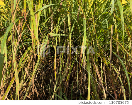Wild meadow grass detail forming natural background 130785675