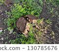 Tree stump surrounded by green plants and soil 130785676
