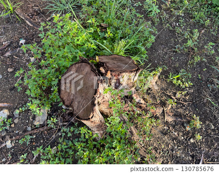 Tree stump surrounded by green plants and soil 130785676