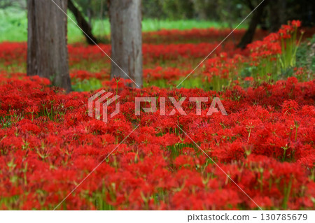 A picture of bright red cluster amaryllis that fills the trees. "Kawahigashi Park, Maniwa City, Okayama Prefecture" A picture of bright red cluster amaryllis that fills the trees. "Kawahigashi Park, Maniwa City, Okayama Prefecture" 130785679
