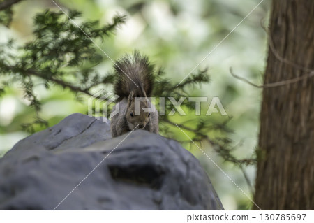 Spring squirrels 130785697