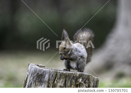 春天的松鼠 春天的松鼠 130785701