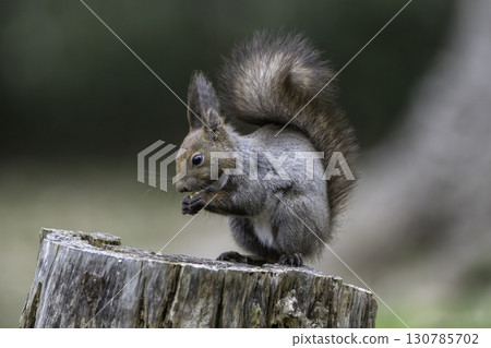 春天的松鼠 春天的松鼠 130785702