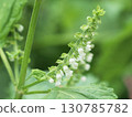 White and pretty shiso flowers 130785782