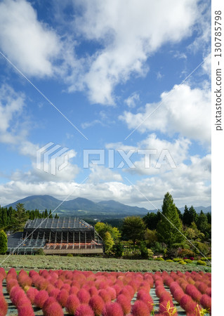 一排排圓形的紅色藜蘆花，非常漂亮。 「岡山縣真庭市蒜山高原」。 130785798