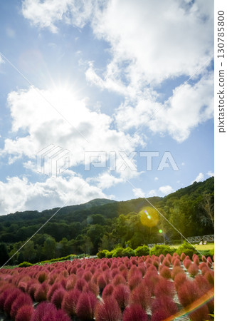 一排排圓形的紅色藜蘆花,非常漂亮。 「岡山縣真庭市蒜山高原」。 一排排圓形的紅色藜蘆花,非常漂亮。 「岡山縣真庭市蒜山高原」。 130785800