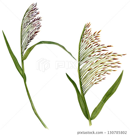 Reed (lat. Phragmites) is a perennial aquatic plant. Watercolor illustration hand-drawn on a white background. Drawing for printing, postcards and scrapbooking. Reed (lat. Phragmites) is a perennial aquatic plant. Watercolor illustration hand-drawn on a white background. Drawing for printing, postcards and scrapbooking. 130785802