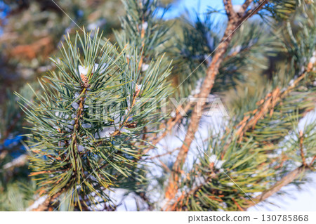 Pine tree branches covered with white snow at winter 130785868