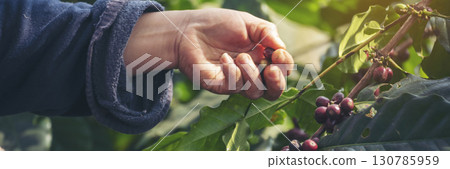 Banner hands harvest red seed in basket robusta arabica plant farm. Coffee plant farm Close up woman Hands harvest raw coffee beans. Ripe Red berry plant fresh seed coffee tree growth with copy space Banner hands harvest red seed in basket robusta arabica plant farm. Coffee plant farm Close up woman Hands harvest raw coffee beans. Ripe Red berry plant fresh seed coffee tree growth with copy space 130785959