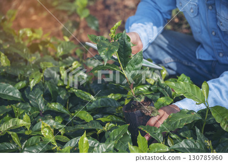 Smart farmer Close up Hand control planting tree. Farmer hands cultivated fresh garden in eco biotechnology. Farmland technology man holding smartphone in eco green farm sustainable quality control Smart farmer Close up Hand control planting tree. Farmer hands cultivated fresh garden in eco biotechnology. Farmland technology man holding smartphone in eco green farm sustainable quality control 130785960