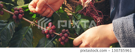 Banner hands harvest red seed in basket robusta arabica plant farm. Coffee plant farm Close up woman Hands harvest raw coffee beans. Ripe Red berry plant fresh seed coffee tree growth with copy space Banner hands harvest red seed in basket robusta arabica plant farm. Coffee plant farm Close up woman Hands harvest raw coffee beans. Ripe Red berry plant fresh seed coffee tree growth with copy space 130785961