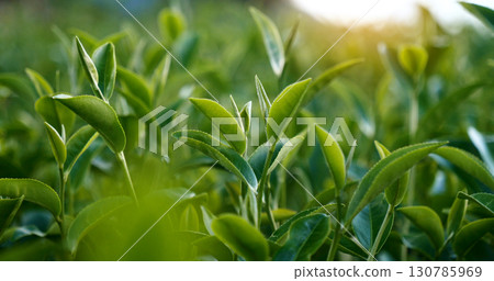 Green tea tree fresh leaves in eco herbal farm. Tree tea plantations in morning sun light. Freshness herbal natural garden farmland. Drinking organic relax heath plant. Green tea tree in farm Green tea tree fresh leaves in eco herbal farm. Tree tea plantations in morning sun light. Freshness herbal natural garden farmland. Drinking organic relax heath plant. Green tea tree in farm 130785969