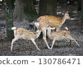 A mother deer nursing her two fawns 130786471
