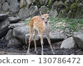 A fawn waiting in the shade of a rock for its parents to return 130786472