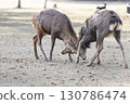 Stags fighting with their antlers locked 130786474