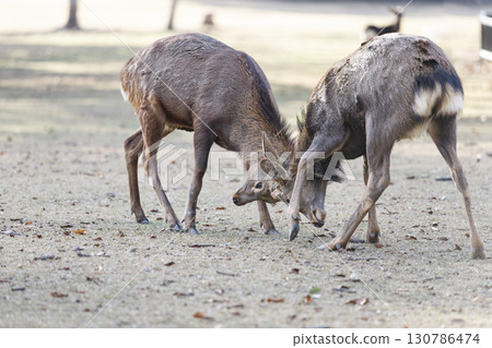 Stags fighting with their antlers locked 130786474