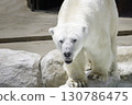 A polar bear jumps into the water because it's too hot 130786475