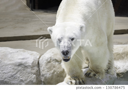 A polar bear jumps into the water because it's too hot A polar bear jumps into the water because it's too hot 130786475