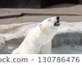 A polar bear sighing in pleasure while soaking in water 130786476