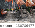 Flamingo parents flipping eggs 130786477