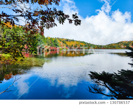 Shirakoma pond in autumn 130786537