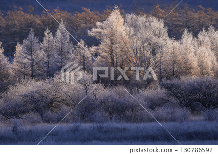 Frost-covered trees dyed in the morning sun 130786592