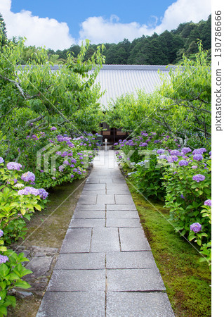 Hydrangea (Honkoji Temple, Koda Town, Aichi Prefecture) 130786666