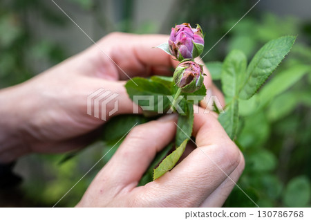 Rose buds having damaged from thrips. Thrips can significantly damage roses by feeding on their foliage and blooms. Rose buds having damaged from thrips. Thrips can significantly damage roses by feeding on their foliage and blooms. 130786768
