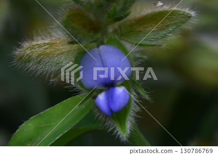 狸豌豆有可愛的藍色花朵，在下午綻放，周圍有毛茸茸的萼片。 130786769