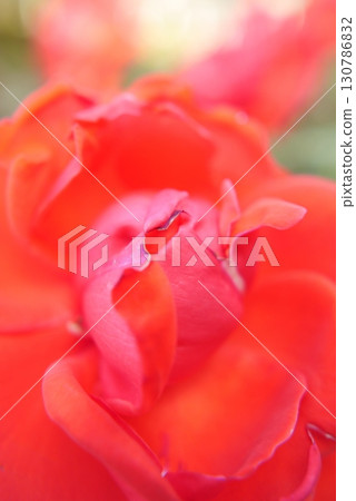 一朵剛開始綻放的紅玫瑰中心特寫 一朵剛開始綻放的紅玫瑰中心特寫 130786832