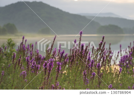 湖畔盛開的千屈菜 湖畔盛開的千屈菜 130786904