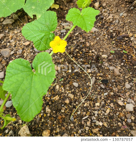 Macquawly花 Macquawly花 130787057