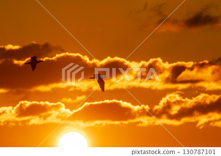 鸕鶿在日出和早晨的天空中飛翔 鸕鶿在日出和早晨的天空中飛翔 130787101